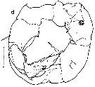 Espce Paralabidocera antarctica - Planche 5 de figures morphologiques