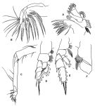 Espce Pseudochirella batillipa - Planche 2 de figures morphologiques