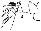 Espce Comantenna brevicornis - Planche 4 de figures morphologiques