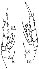 Espce Bradyetes inermis - Planche 2 de figures morphologiques