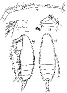 Espce Scaphocalanus echinatus - Planche 7 de figures morphologiques