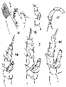 Species Scaphocalanus echinatus - Plate 8 of morphological figures