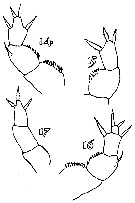 Espce Xanthocalanus minor - Planche 4 de figures morphologiques