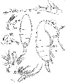 Species Xanthocalanus pinguis - Plate 4 of morphological figures