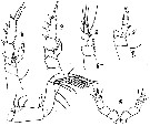 Espce Xanthocalanus pinguis - Planche 5 de figures morphologiques