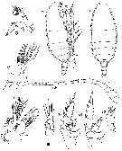 Espce Xanthocalanus obtusus - Planche 2 de figures morphologiques