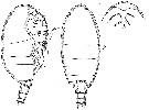 Espce Brachycalanus atlanticus - Planche 1 de figures morphologiques