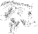 Espce Brachycalanus atlanticus - Planche 2 de figures morphologiques