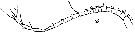 Espce Nullosetigera helgae - Planche 7 de figures morphologiques