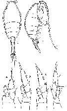 Espce Lucicutia curta - Planche 7 de figures morphologiques