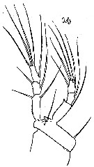 Espce Aegisthus spinulosus - Planche 2 de figures morphologiques