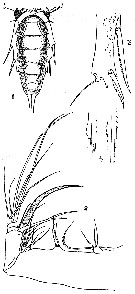Species Aegisthus spinulosus - Plate 3 of morphological figures