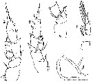 Espce Pseudoamallothrix ovata - Planche 10 de figures morphologiques