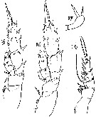 Espce Pseudoamallothrix emarginata - Planche 10 de figures morphologiques