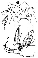 Espce Cornucalanus chelifer - Planche 8 de figures morphologiques