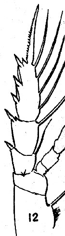 Espce Aetideopsis armata - Planche 11 de figures morphologiques