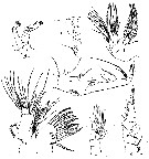 Espce Gaetanus pileatus - Planche 11 de figures morphologiques