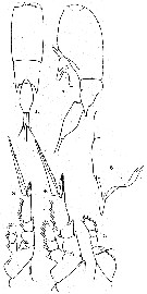 Espce Farranula gibbula - Planche 8 de figures morphologiques