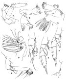 Species Undeuchaeta incisa - Plate 3 of morphological figures