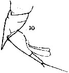 Espce Farranula carinata - Planche 7 de figures morphologiques