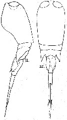 Espce Corycaeus (Onychocorycaeus) agilis - Planche 11 de figures morphologiques