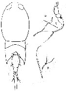 Espce Corycaeus (Onychocorycaeus) catus - Planche 13 de figures morphologiques