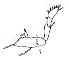 Espce Corycaeus (Ditrichocorycaeus) erythraeus - Planche 7 de figures morphologiques