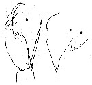 Espce Corycaeus (Ditrichocorycaeus) dahli - Planche 12 de figures morphologiques