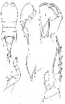 Espce Corycaeus (Ditrichocorycaeus) asiaticus - Planche 10 de figures morphologiques