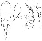 Espce Corycaeus (Ditrichocorycaeus) andrewsi - Planche 10 de figures morphologiques