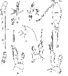 Espce Oithona vivida - Planche 5 de figures morphologiques