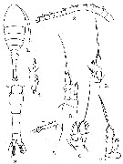 Espce Oithona pulla - Planche 1 de figures morphologiques