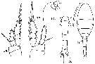 Espce Oithona simplex - Planche 11 de figures morphologiques
