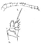 Espce Oithona simplex - Planche 12 de figures morphologiques