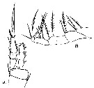 Espce Dioithona oculata - Planche 8 de figures morphologiques