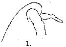 Espce Oithona pulla - Planche 2 de figures morphologiques