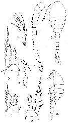 Espce Dioithona oculata - Planche 7 de figures morphologiques