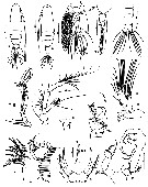Espce Paracartia longipatella - Planche 1 de figures morphologiques