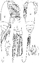 Espce Spinocalanus magnus - Planche 7 de figures morphologiques