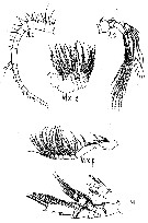 Espce Spinocalanus magnus - Planche 8 de figures morphologiques