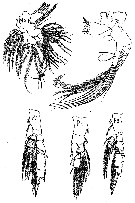 Espce Spinocalanus magnus - Planche 9 de figures morphologiques