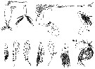 Espce Chiridius poppei - Planche 8 de figures morphologiques