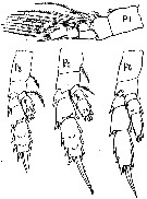 Espce Scolecithrix danae - Planche 13 de figures morphologiques