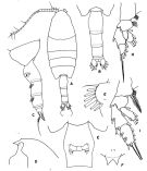 Espce Valdiviella oligarthra - Planche 2 de figures morphologiques