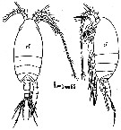 Espce Scolecithrix danae - Planche 14 de figures morphologiques