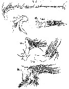 Espce Scolecithrix danae - Planche 15 de figures morphologiques