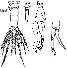 Espce Scolecithrix danae - Planche 17 de figures morphologiques