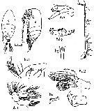 Species Scolecithrix bradyi - Plate 5 of morphological figures