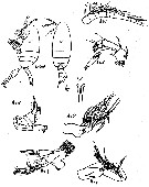 Espce Scolecithrix bradyi - Planche 7 de figures morphologiques