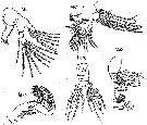 Species Archescolecithrix auropecten - Plate 6 of morphological figures